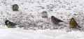Белая лазоревка фото (Parus cyanus) - изображение №2779 onbird.ru.<br>Источник: home.kabelfoon.nl